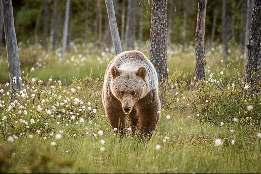 Sockfotad fotograf får finaste bilderna.