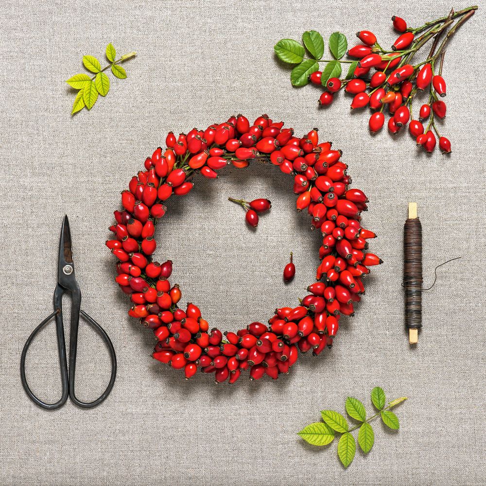 Täck kransen med nypon så tätt det bara går.