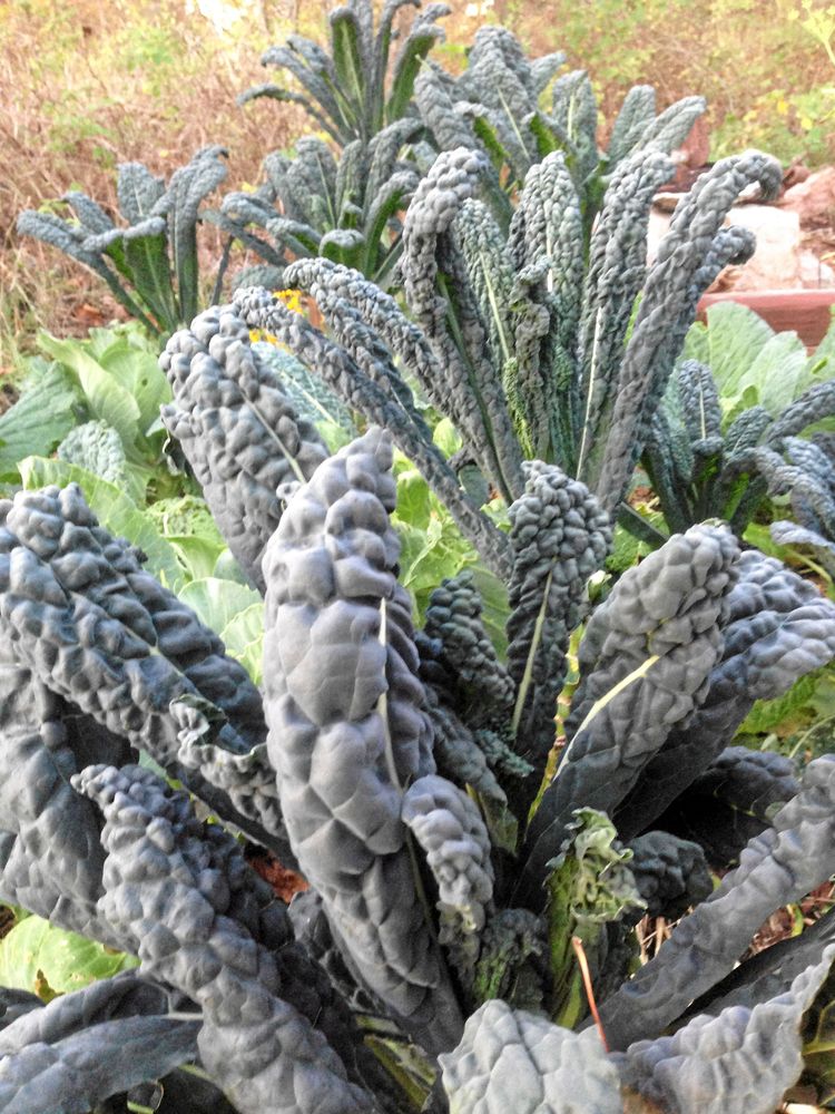 Svartkål kallas också palmkål och ger bra tuggmotstånd.