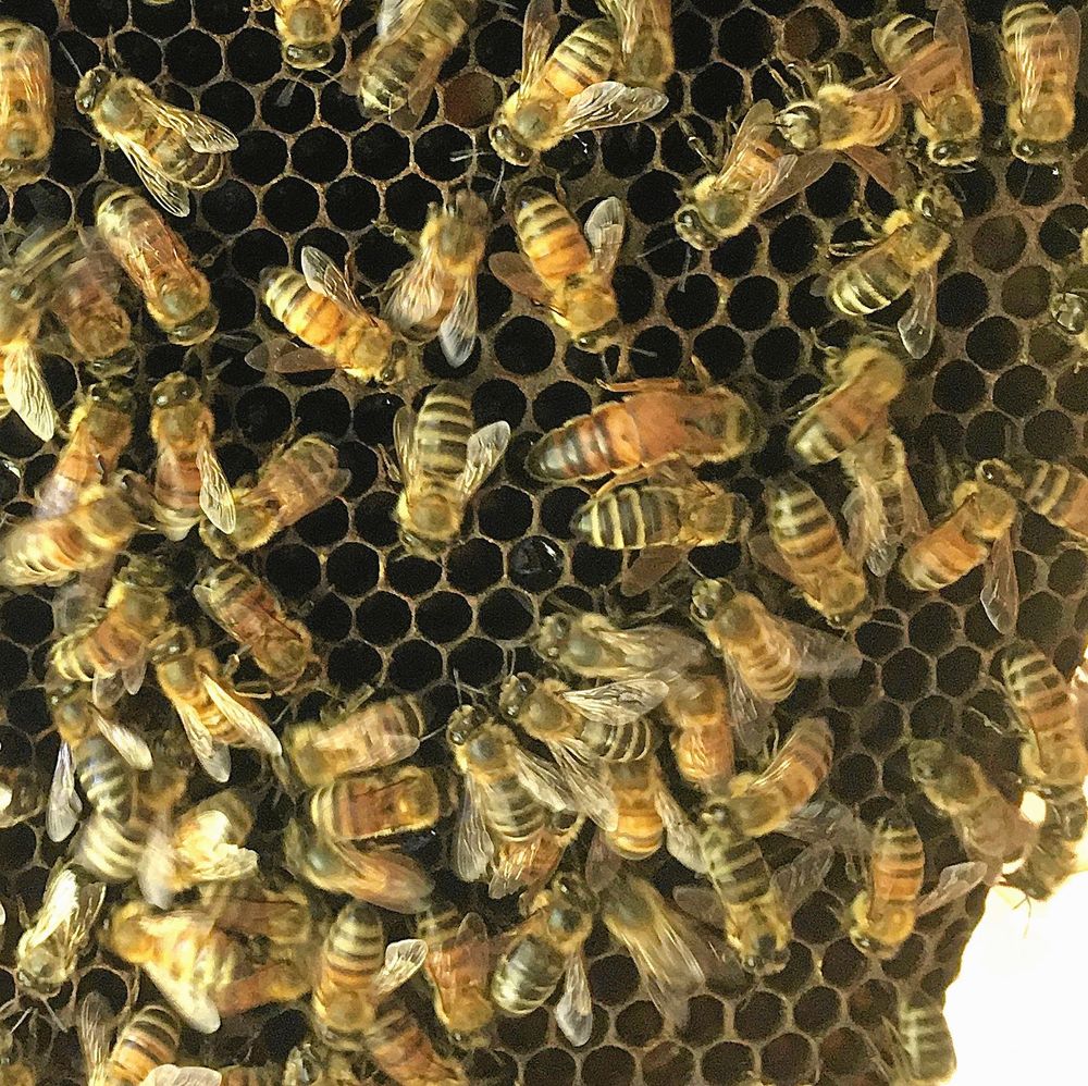 Här går hon, hennes majestät Honungen mitt bland sina hovdamer.