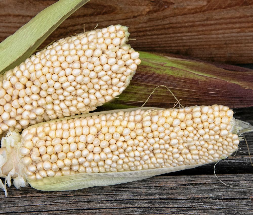 Plantan är snygg och de söta kornen är goda att poppa.