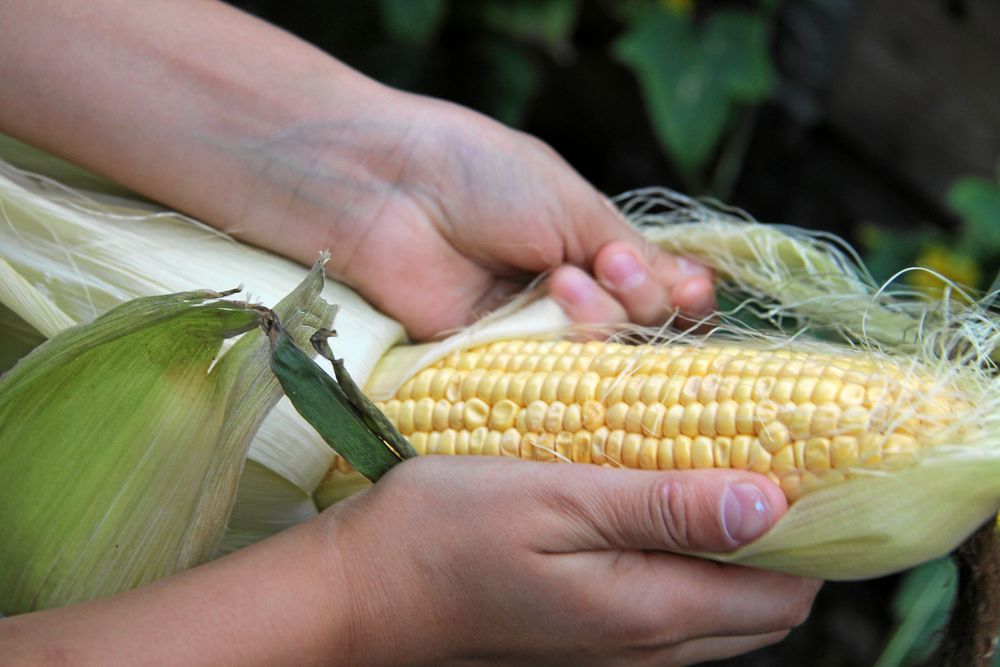 Egen majs är guld värd.