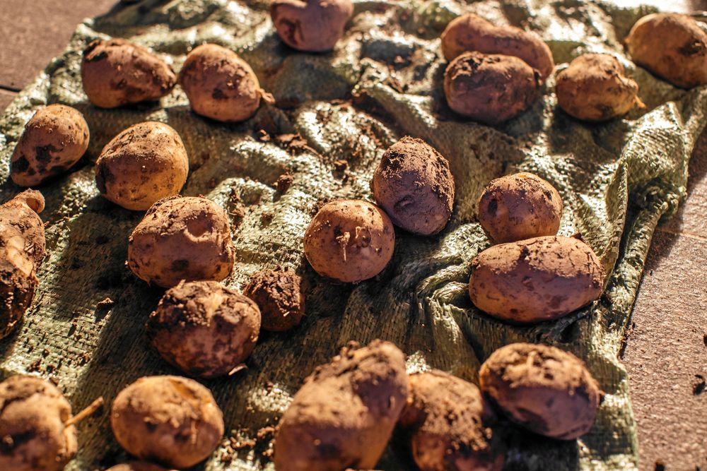 En liten stund i solen kan hjälpa en skadad potatis.
