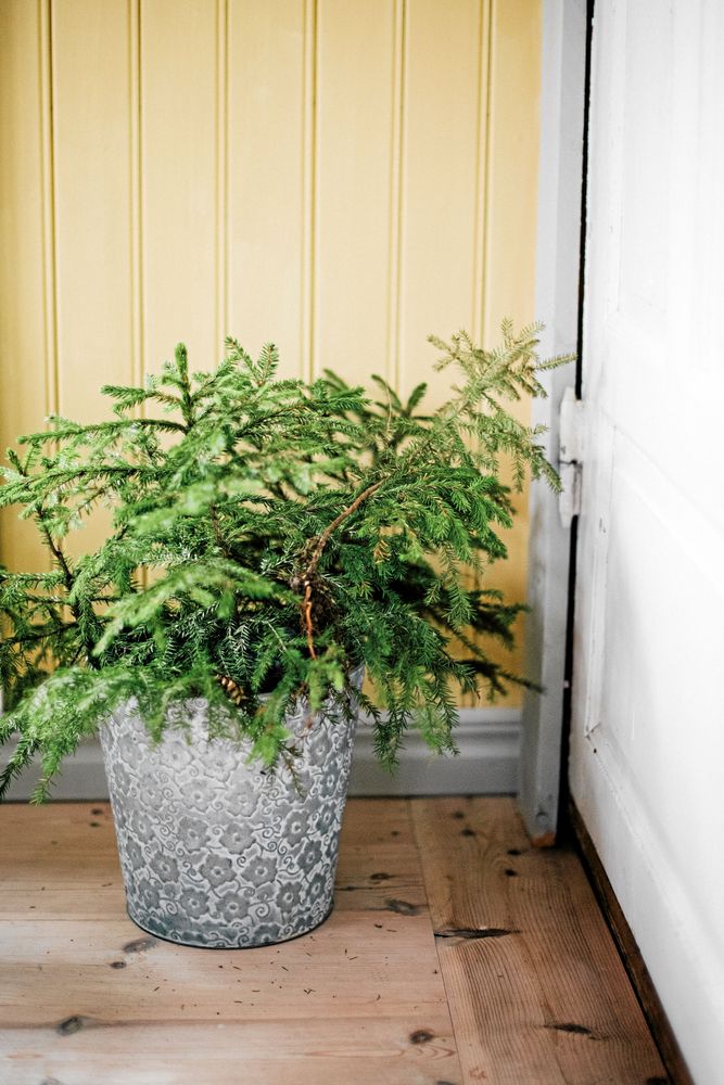 Att sätta grankvistar från skogen i en kruka ger både en frisk doft och vackert barrgrön färg.