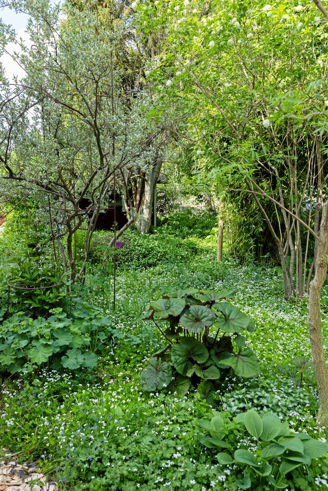 Woodlandet vid västra gaveln bjuder på en frodig miljö med magisk stämning. Silverbusken till vänster bidrar med sin underbara doft.