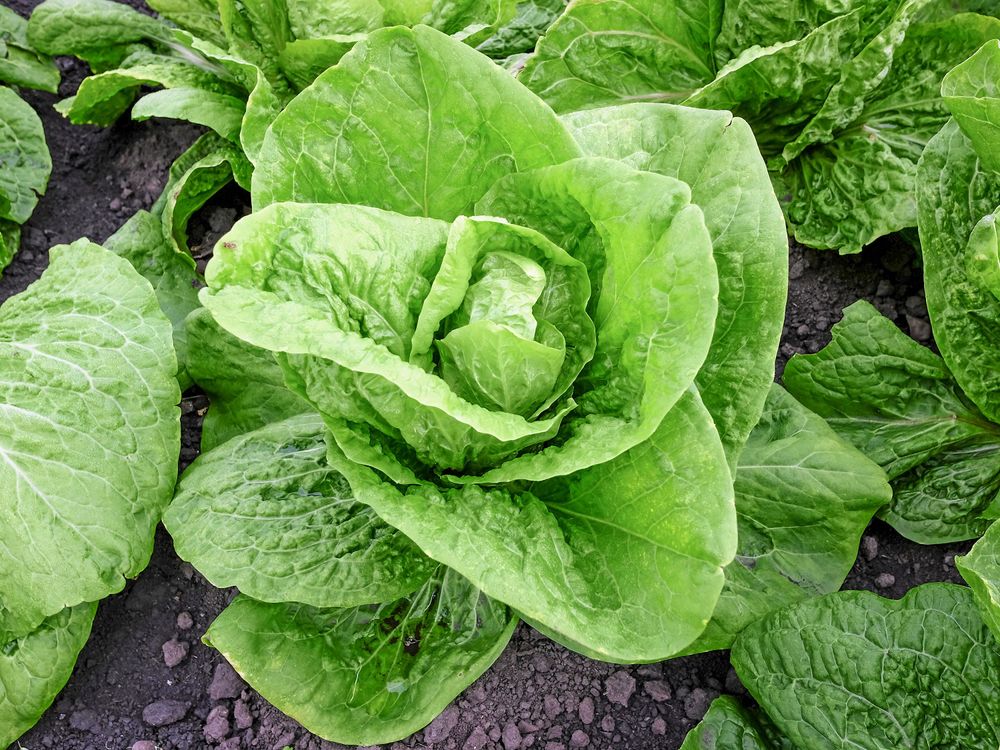 ’Valmaine’ är en krispig romansallat som också kan odlas inomhus på vintern.