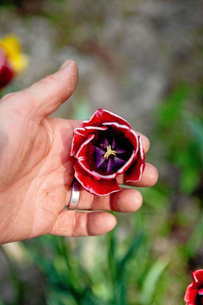 Vi producerar giftfria tulpanlökar, precis som min morfar och farfar gjorde i Holland. Det känns jätteroligt, säger Carolina”.