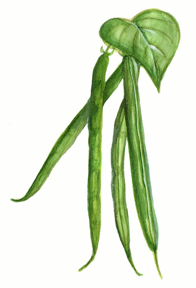 ’Allegria’ är en brytböna som aldrig förväxer sig. Bild: Vilda Rosenblad