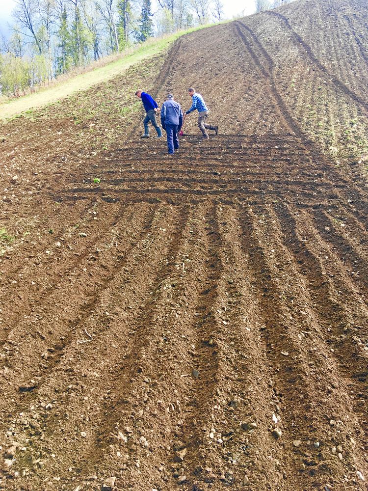 Först när jorden luckrats upp kan potatisen sättas i långa fåror.