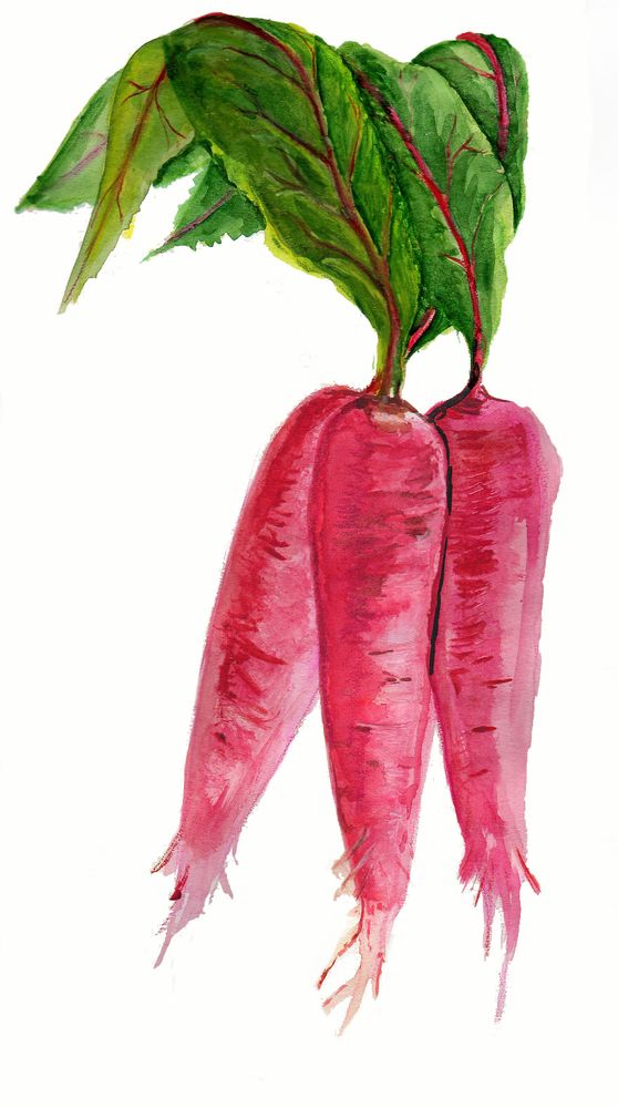 Hos rädisan ’Shunkyo’ är även bladen goda.