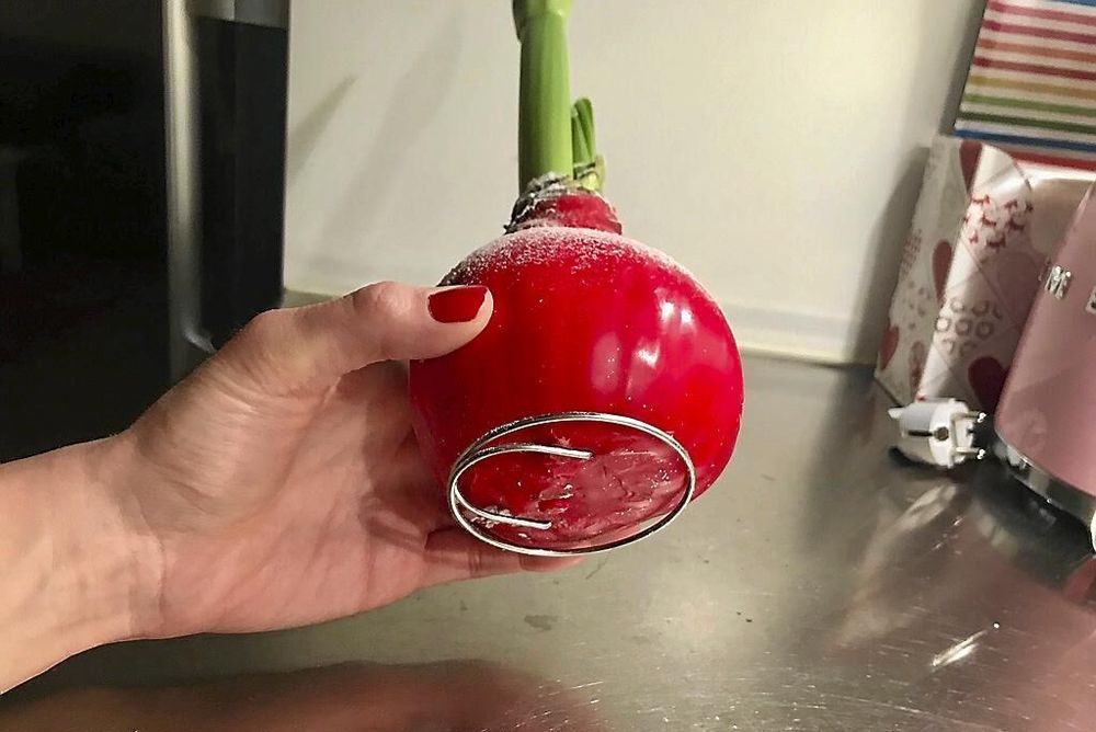 På den vaxade löken har tillväxtplattan och alla rotämnen skurits bort.