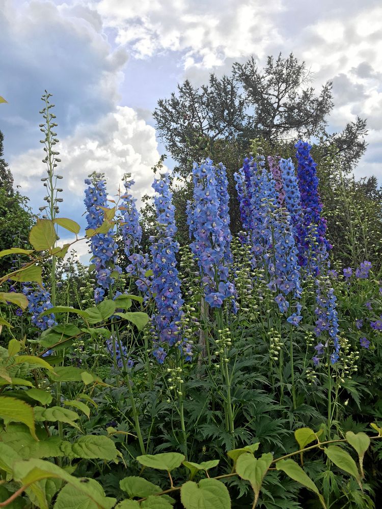 Masseffekten är viktig hos Eva och Lennart Johansson i Nymyran. Här en skog av blå riddarsporrar, en växt som blir extra fin där det finns midnattssol.