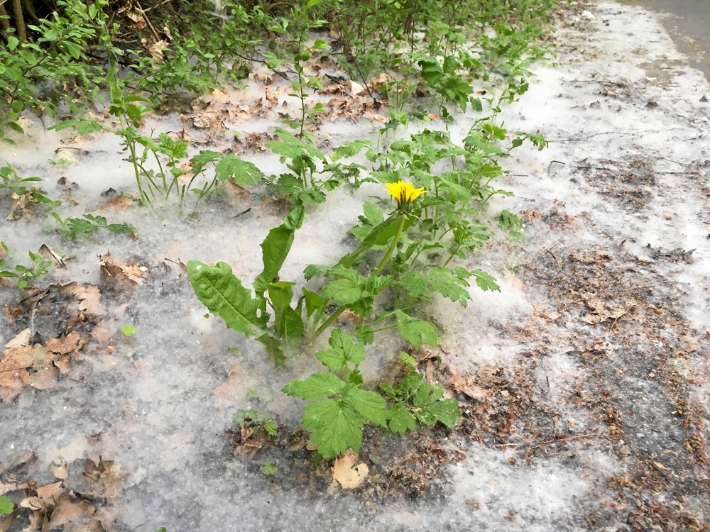 Kyrksjöns naturreservat i Stockholm.