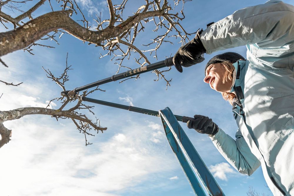 Beskär äppelträdet på vintern men gör det med måtta.