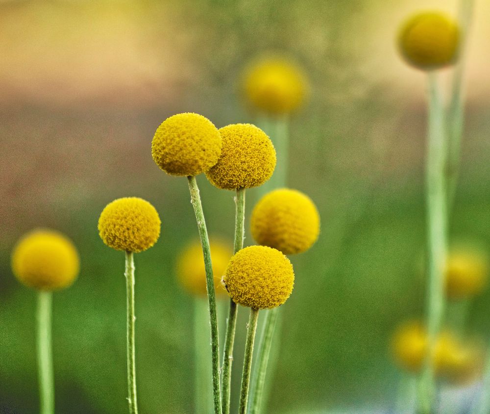 Solboll är superb att torka.