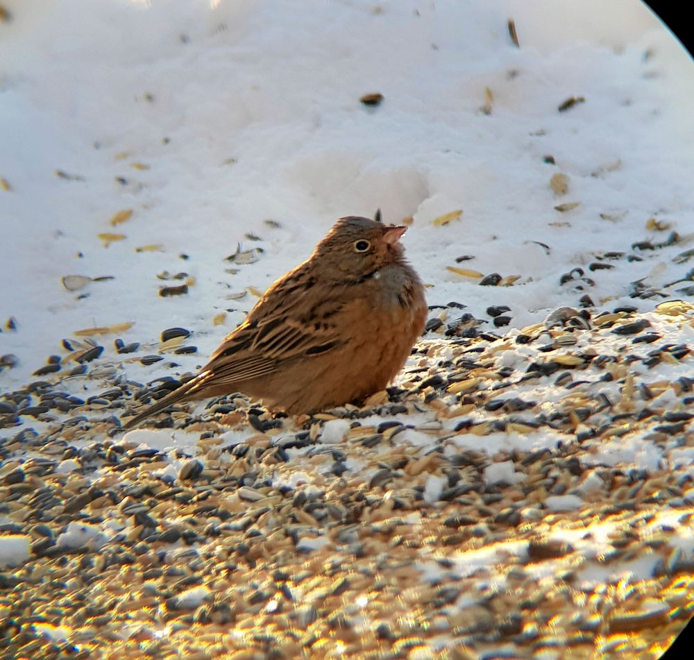 Den unika, lilla rostsparven har bara setts i Sverige tre gånger.