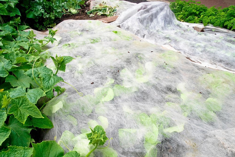 Byt ut fiberduken av plast mot en spetsgardin eller tunn gardin för att täcka kålen och grönsakslandet mot skadeinsekter.