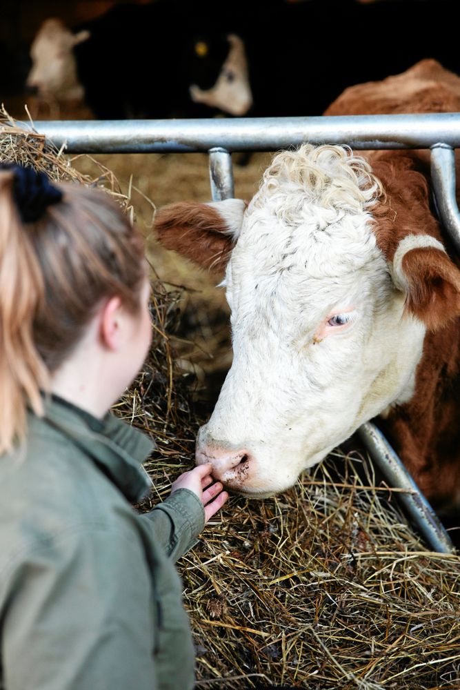 Djurens välfärd är viktig för Kristin som ofta gosar lite med sin kor och tjurar.