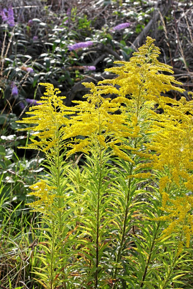 Kanadensiskt gullris började som trädgårdsväxt.