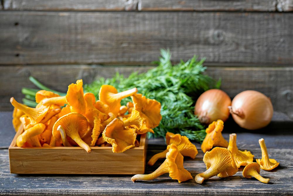 Inget går upp emot skogens guld. En rikigt lyxdelikatess.