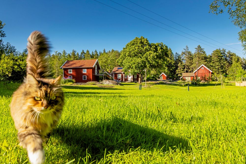 Katten Morran på strövtåg. Bakom henne syns en del av familjens hus: Magasinen, nya stugan, vedboden, gamla hönshuset och logen i fonden.