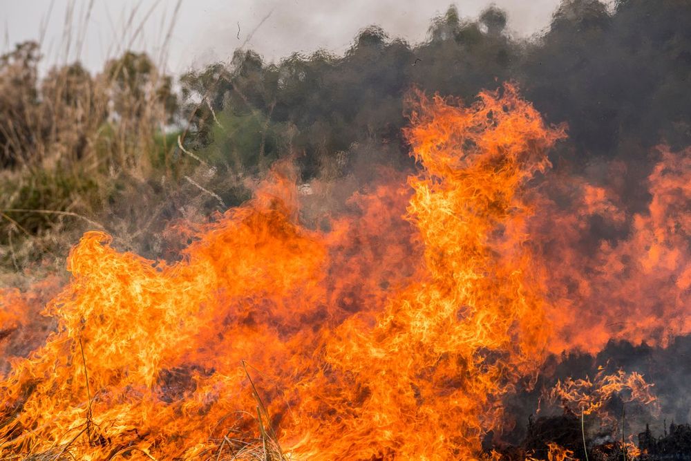 Brandrisken är stor i hela landet och eldningsförbud råder i många kommuner. Foto: Istock