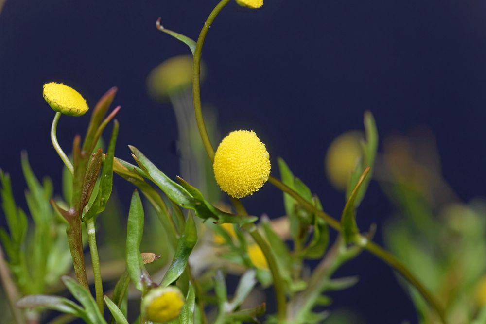 Kotulan kan bli ett problem på känsliga marker.