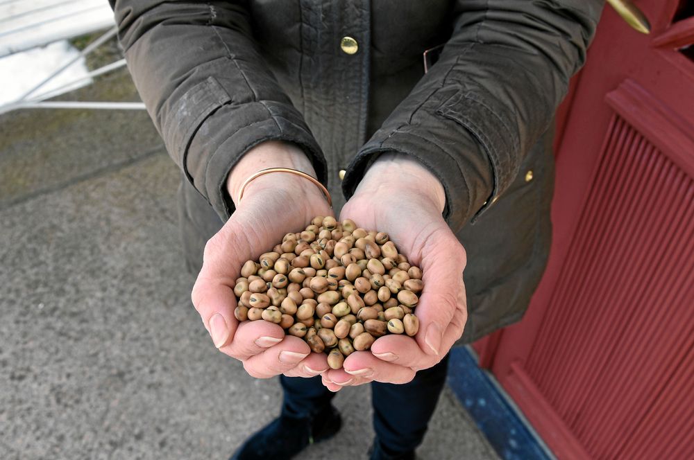 Så här ser bönorna ut innan de är tillagade.