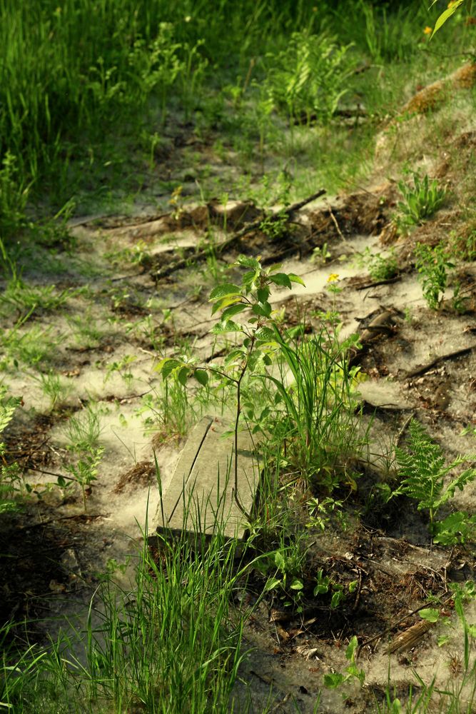 Kicki Sahamies bilder på aspluddet.