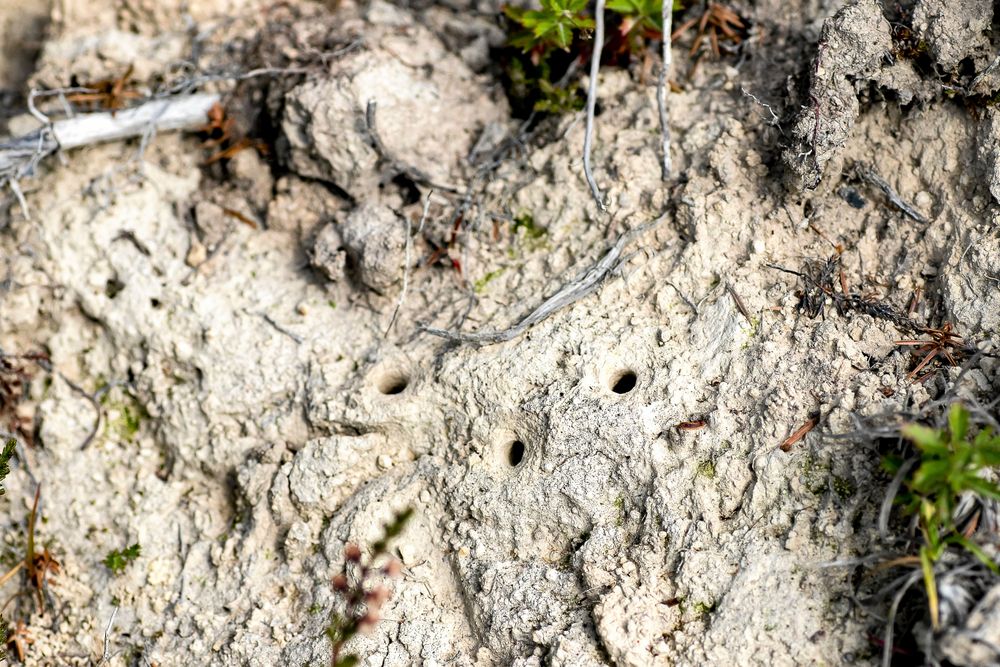 Vildbin gräver ofta sina bon nära varandra i sandig mark.
