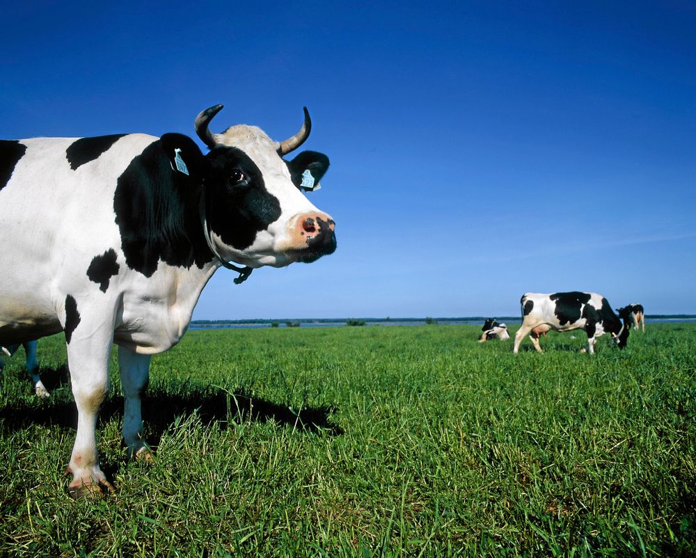 Kossor på grönbete vid Hornborgasjön i Västergötland.