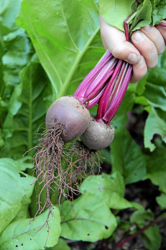 I år satsar Bella på rödbetor av sorter 'Bolivar'.