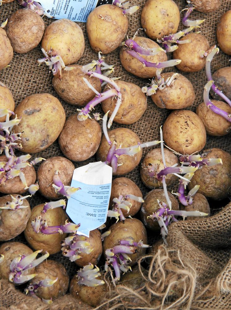 Toluca-potatis på groddning.
