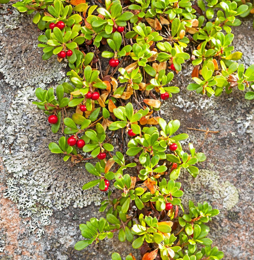 Vad är det som kryper? Ett mjölon.