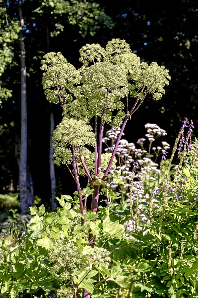 Under vikingatid och medeltid odlades kvanne i Norden i särskilda kvanngårdar och den har varit skyddad i lag i Norge och Island.