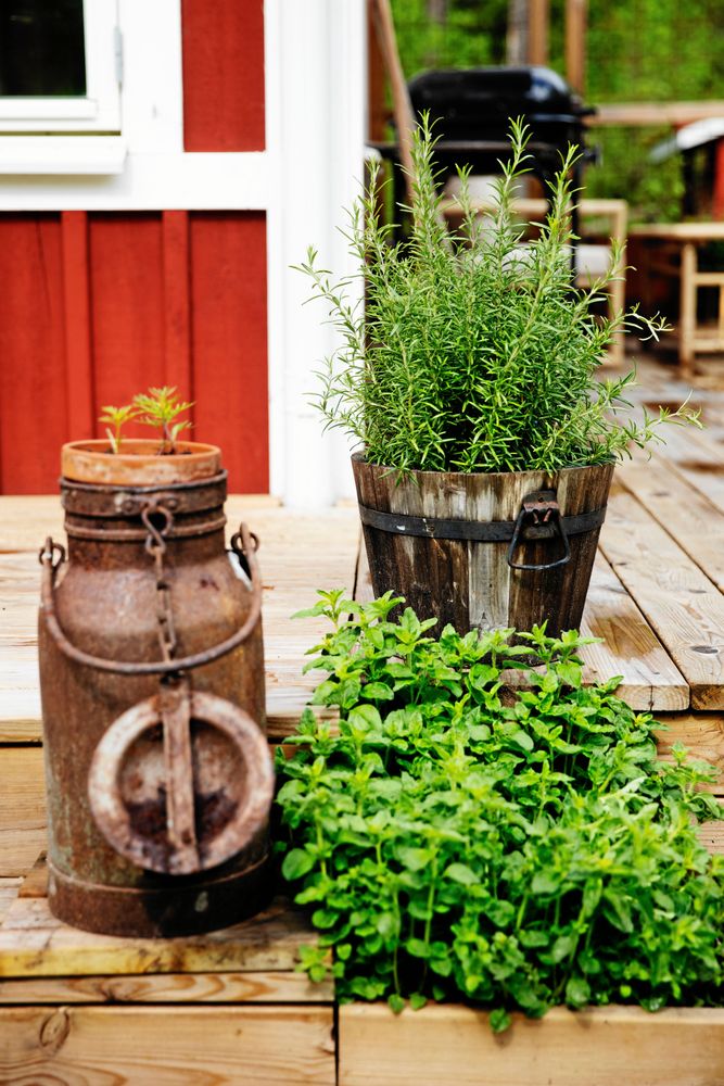 På trädäcket står kryddväxter och blommor i fina gamla krukor och en trendigt rostig, gammal mjölkkanna.