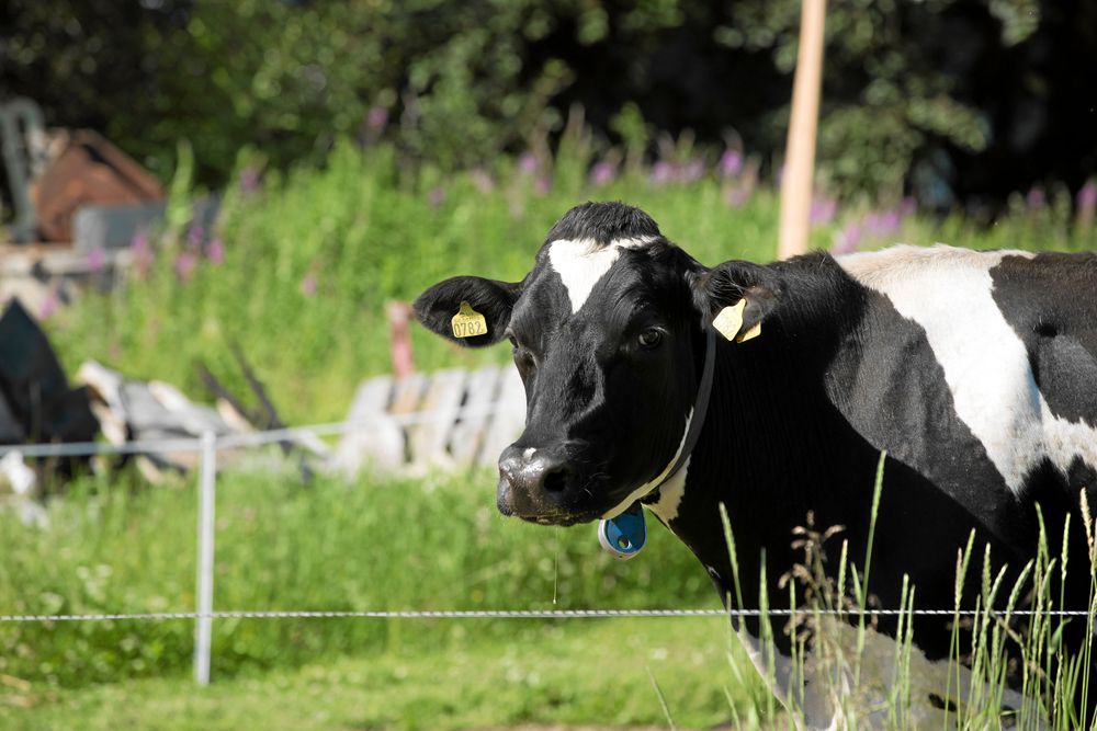Korna i Bredåker utanför Boden tycks trivas förträffligt med tillvaron.