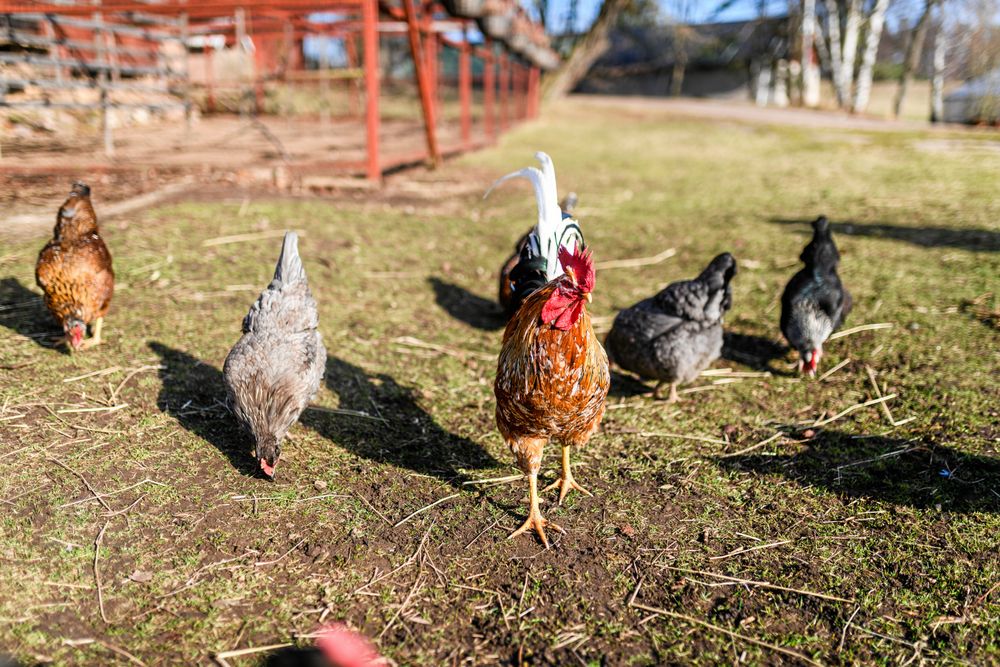 Hönsen som spatserar omkring fritt är bara ett exempel på varför handelsträdgården blivit en barnfamiljs-magnet.