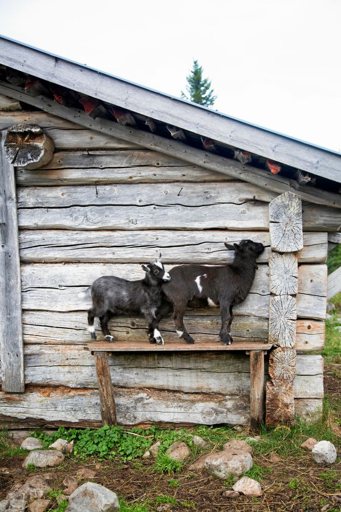 Getter och killingar kan röra sig fritt kring fäboden.