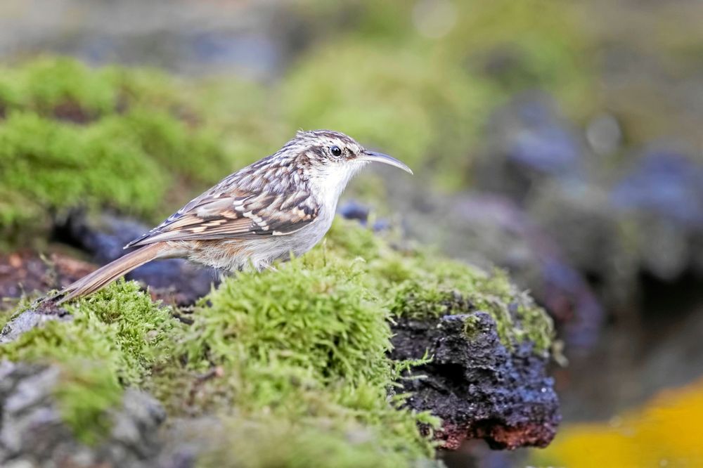 Trädgårdsträdkrypare. Aningen längre näbb och brunare mage än vanlig trädkrypare.