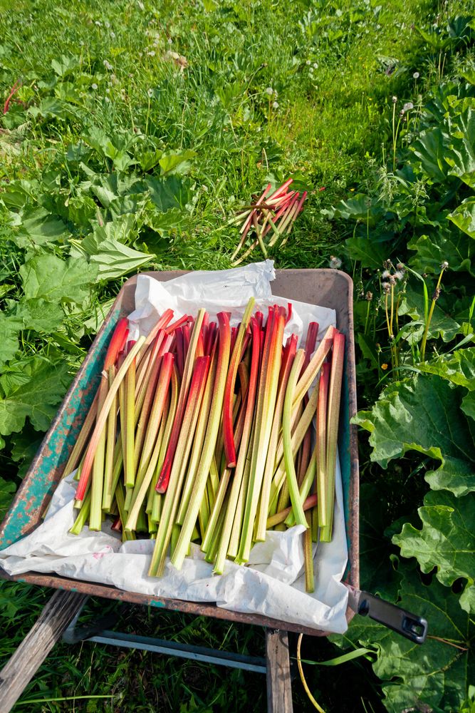 Hundratal rabarber skördas varje dag av.