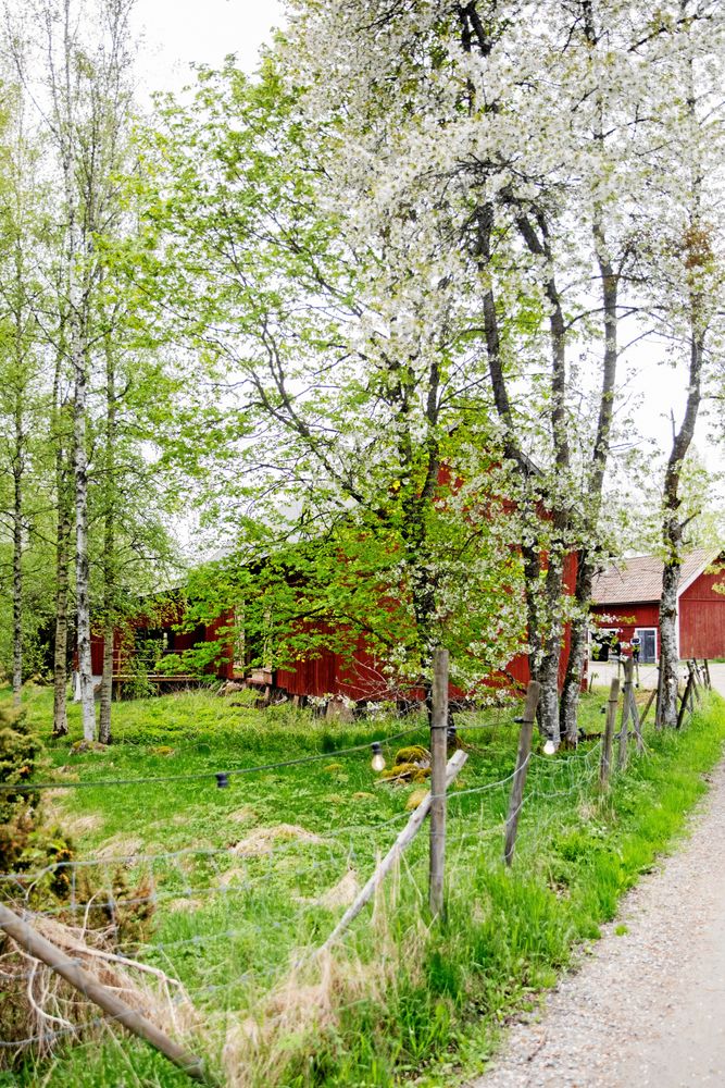 Träden står i skir grönska och blomning i det närkingska landskapet kring gården.