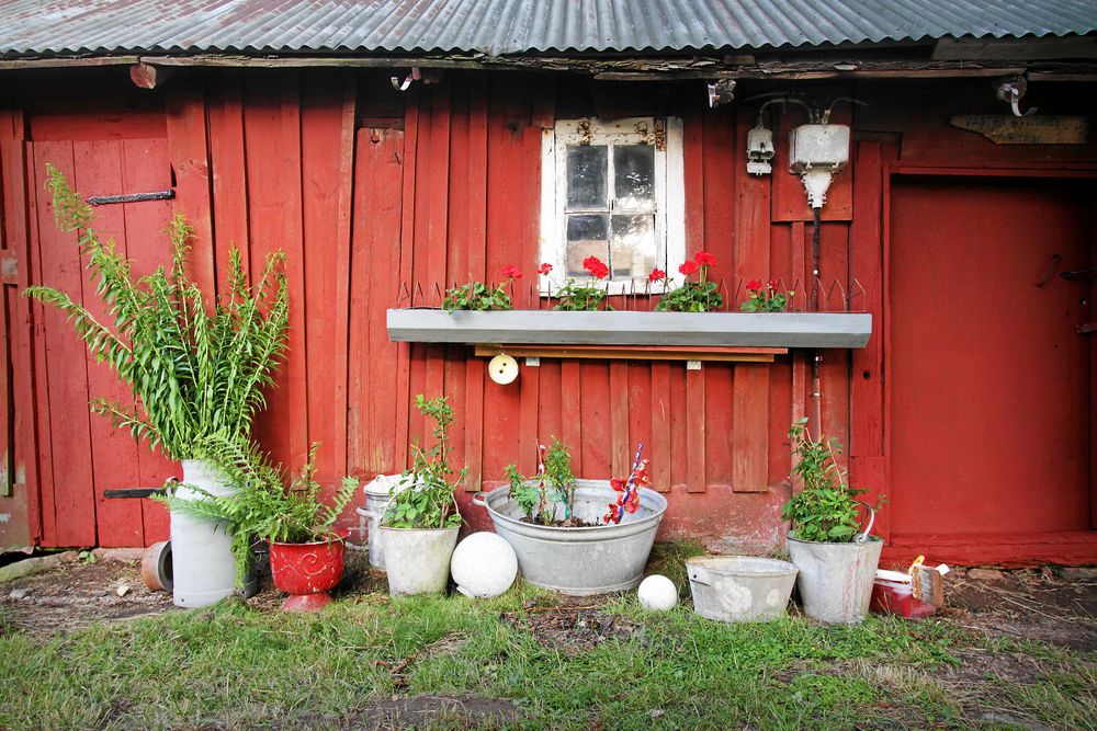 Gamla zinkhinkar och mjölkkannor får tjänstgöra som blomkrukor och vaser - vackra mot den nymålade ladan.