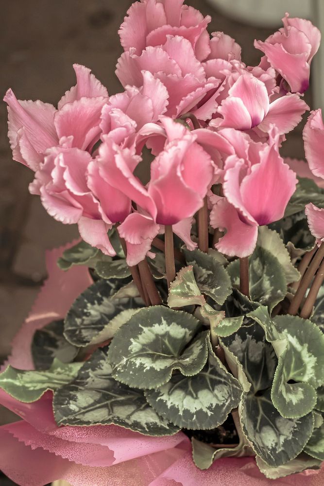 Cyklamen behöver inte vara skrikig i färgen. Här är en gammalrosa med vågiga kanter.