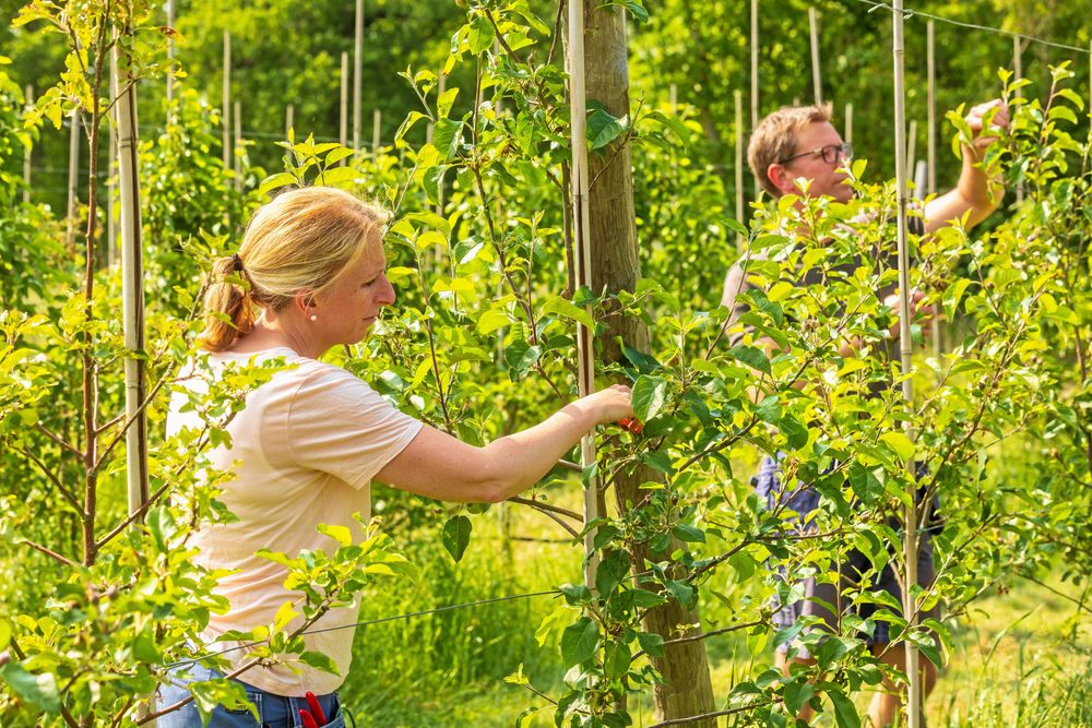 Beskärning, gödsling, vattning och annat sköter Anna och Pontus själva. Till skörden tar de in "plockarlag”.