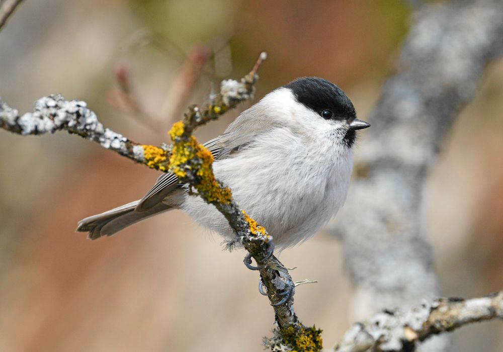 Entita och talltita är väldigt lika. Detta bör vara en entita med tanke på ”smutsig” kind, liten haklapp och brunaktig rygg.