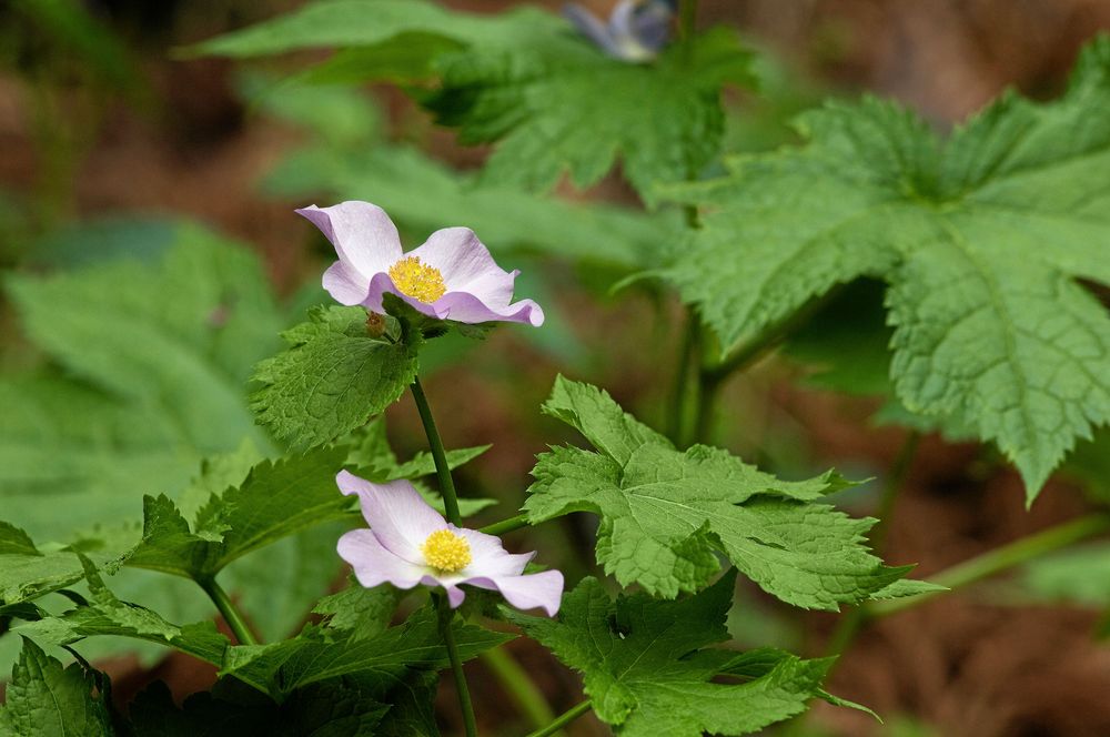 Lunddockan är bedårande söt. Trivs i den vandrande skuggan under träden.