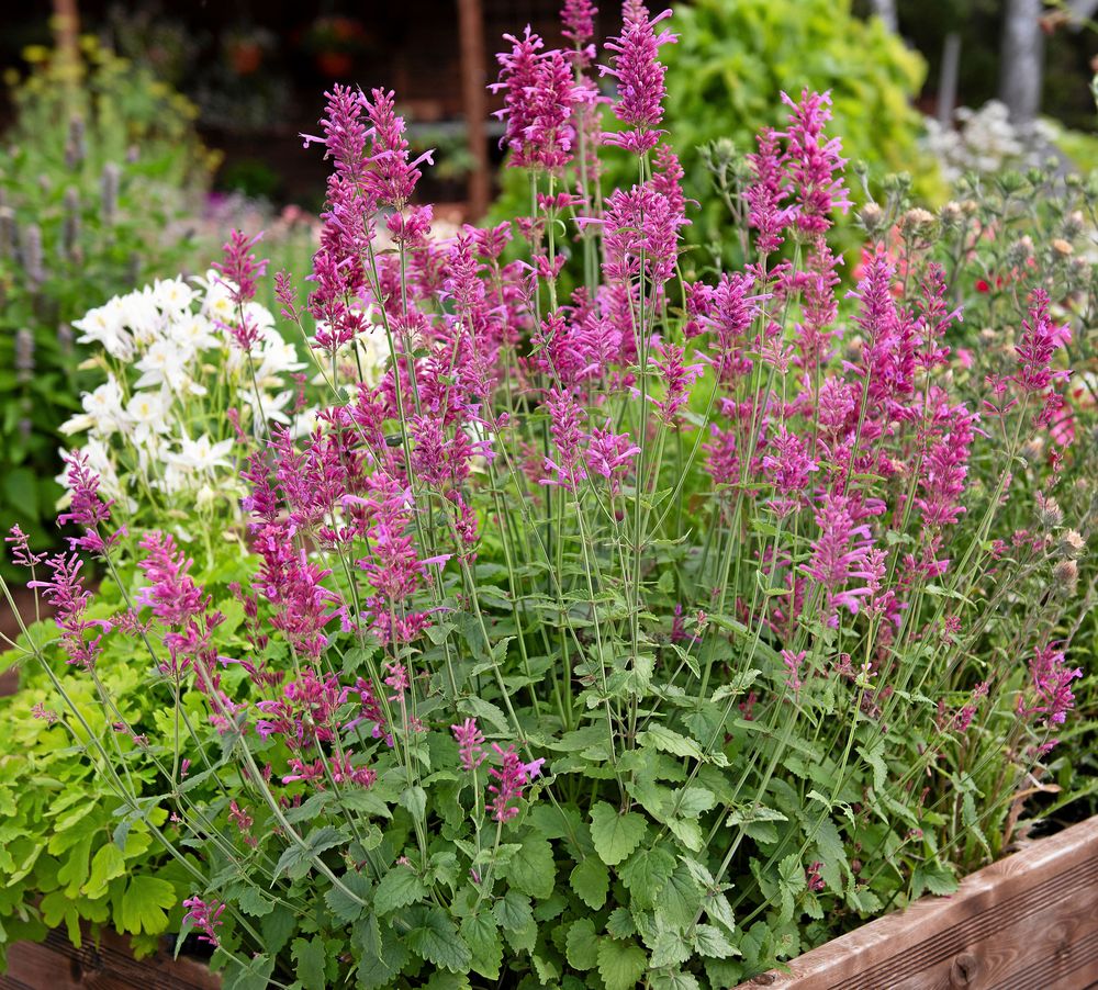 Kolibrimynta 'Heather Queen' blommar första året vid tidig sådd.