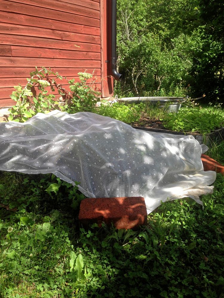 Var beredd att parera kylan med fiberduk eller som här med en spetsgardin.