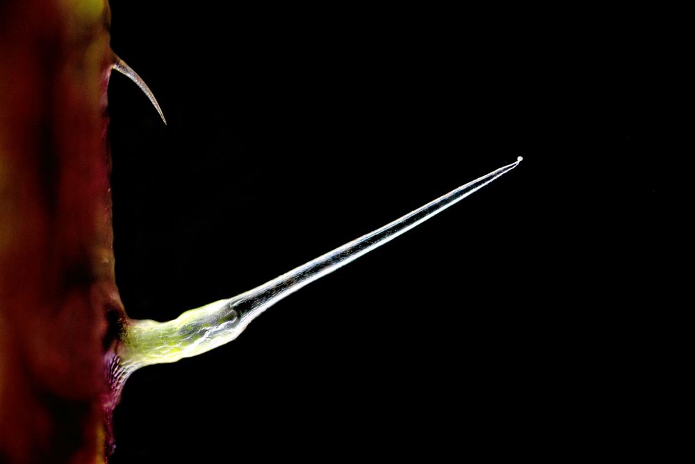 Giftkörtel med kiselcell. Fiffigt uppåtriktad för att sikta rätt.